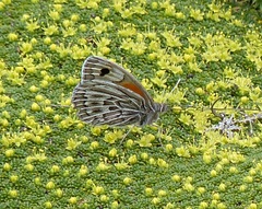 Argyrophorus argenteus
