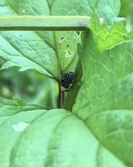 Cionus scrophulariae