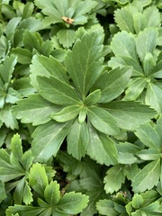 Pachysandra
