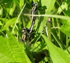 Gomphurus fraternus