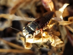 Coelioxys slossoni
