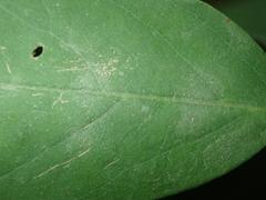 Erysiphe palczewskii