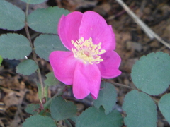 Rosa bridgesii