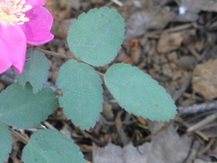 Rosa bridgesii