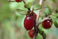 Coprosma colensoi