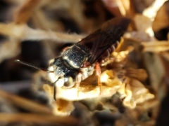 Coelioxys slossoni