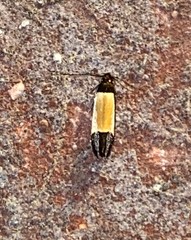 Anacampsis coverdalella
