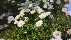 Bellis perennis