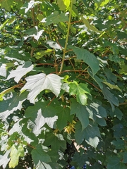 Acer pseudoplatanus