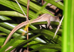 Toropuku inexpectatus