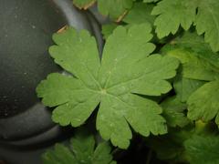 Geranium macrorrhizum