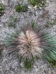 Corynephorus canescens