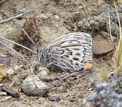 Argyrophorus argenteus