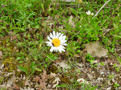 Trichodes leucopsideus