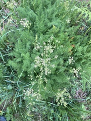 Meum athamanticum