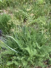 Meum athamanticum