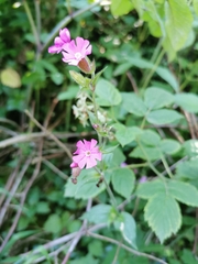 Silene dioica