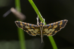 Eurrhyparodes tricoloralis