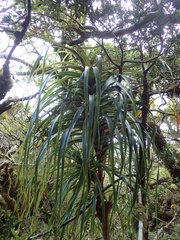Dracophyllum elegantissimum