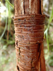 Dracophyllum elegantissimum