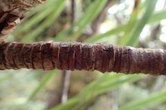 Dracophyllum elegantissimum