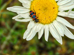 Trichodes leucopsideus