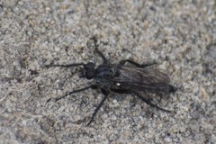 Lasiopogon