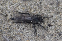 Lasiopogon