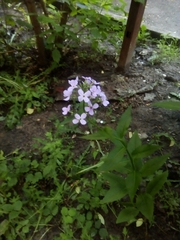 Hesperis matronalis
