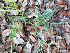 Asclepias humistrata image
