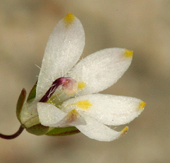Nemacladus matsonii