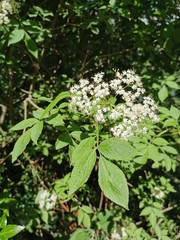 Sambucus nigra