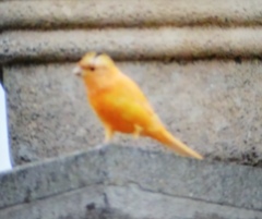 Serinus canaria domesticus