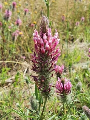 Trifolium purpureum