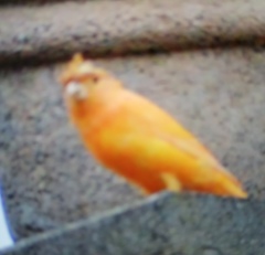 Serinus canaria domesticus