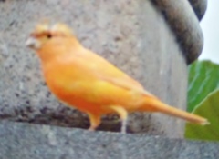 Serinus canaria domesticus