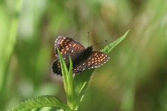 Melitaea diamina
