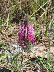 Trifolium purpureum