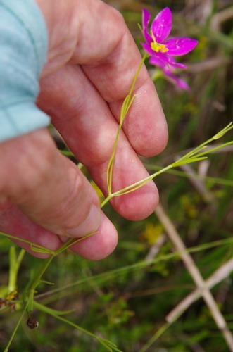 Image of Sabatia campanulata by (c) Eric Knight, some rights reserved (CC BY)