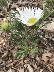 Townsendia grandiflora