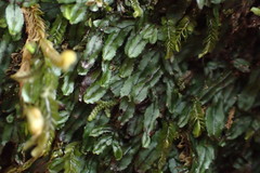 Hymenophyllum armstrongii