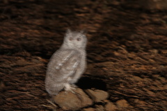 Bubo cinerascens