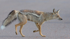 Lupulella adusta adusta