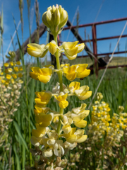 Lupinus sulphureus