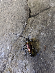 Anoplophora albopicta