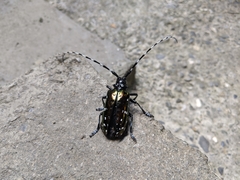 Anoplophora albopicta