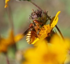Trachusa cordaticeps