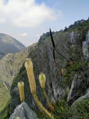Agave bracteosa