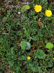 Potentilla pusilla