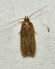 Glyphidocera juniperella